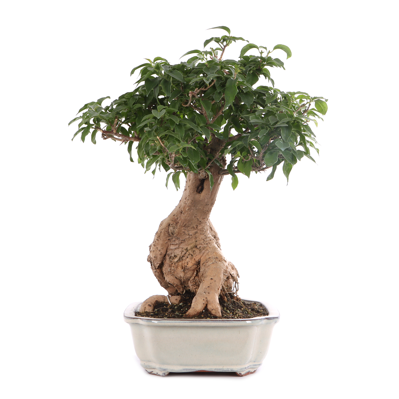 Bougainvillea glabra