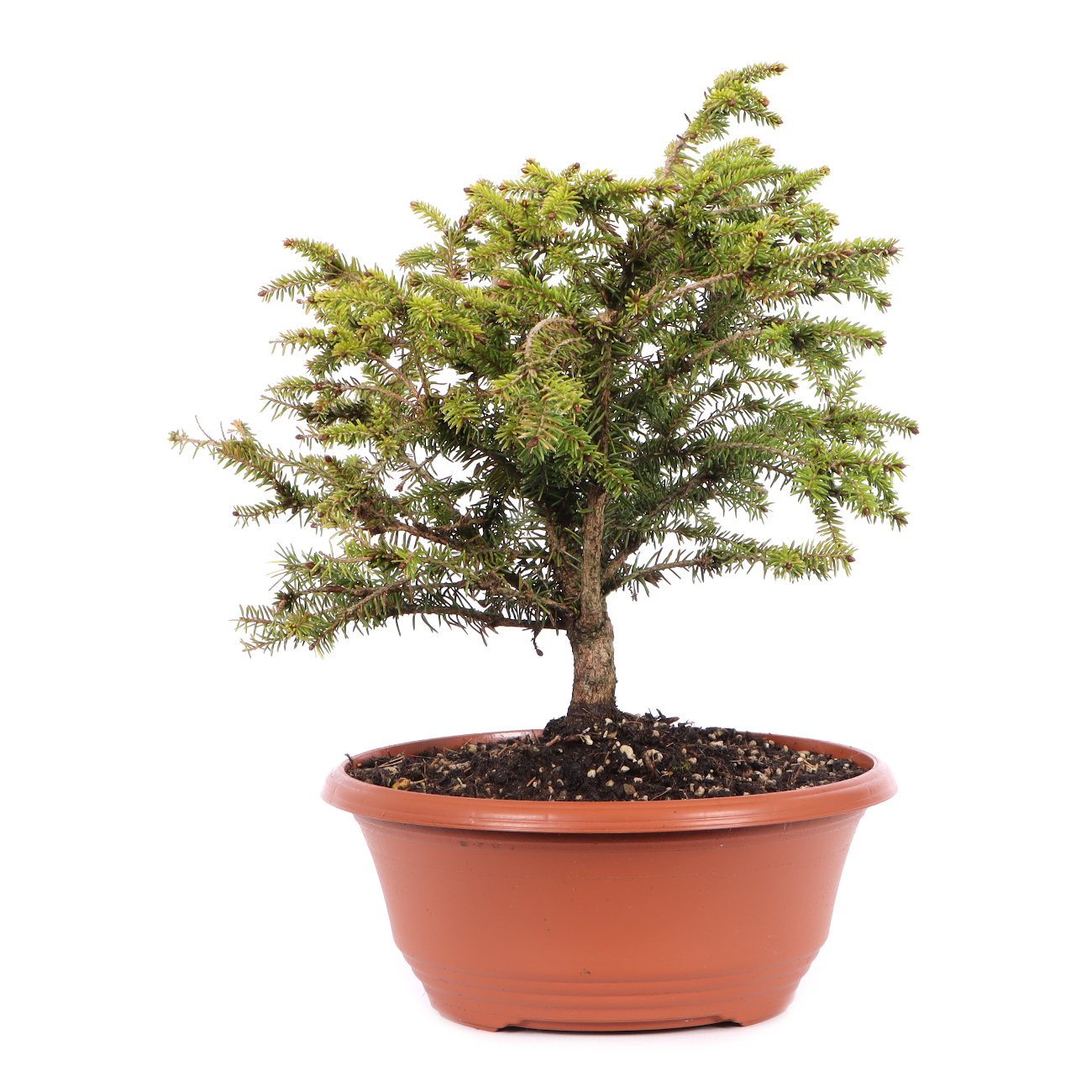 Picea abies 'Nidiformis'