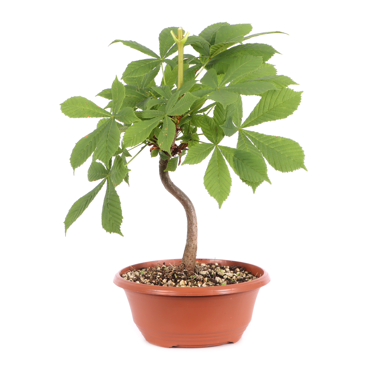 Aesculus hippocastanum
