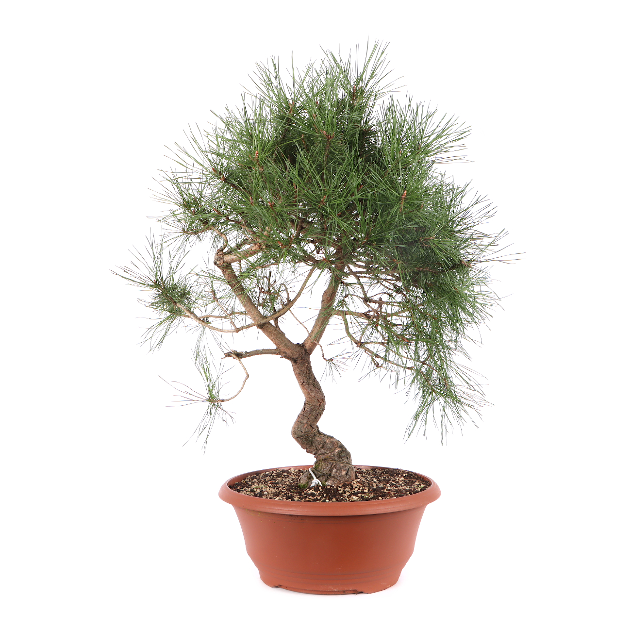 Pinus sylvestris