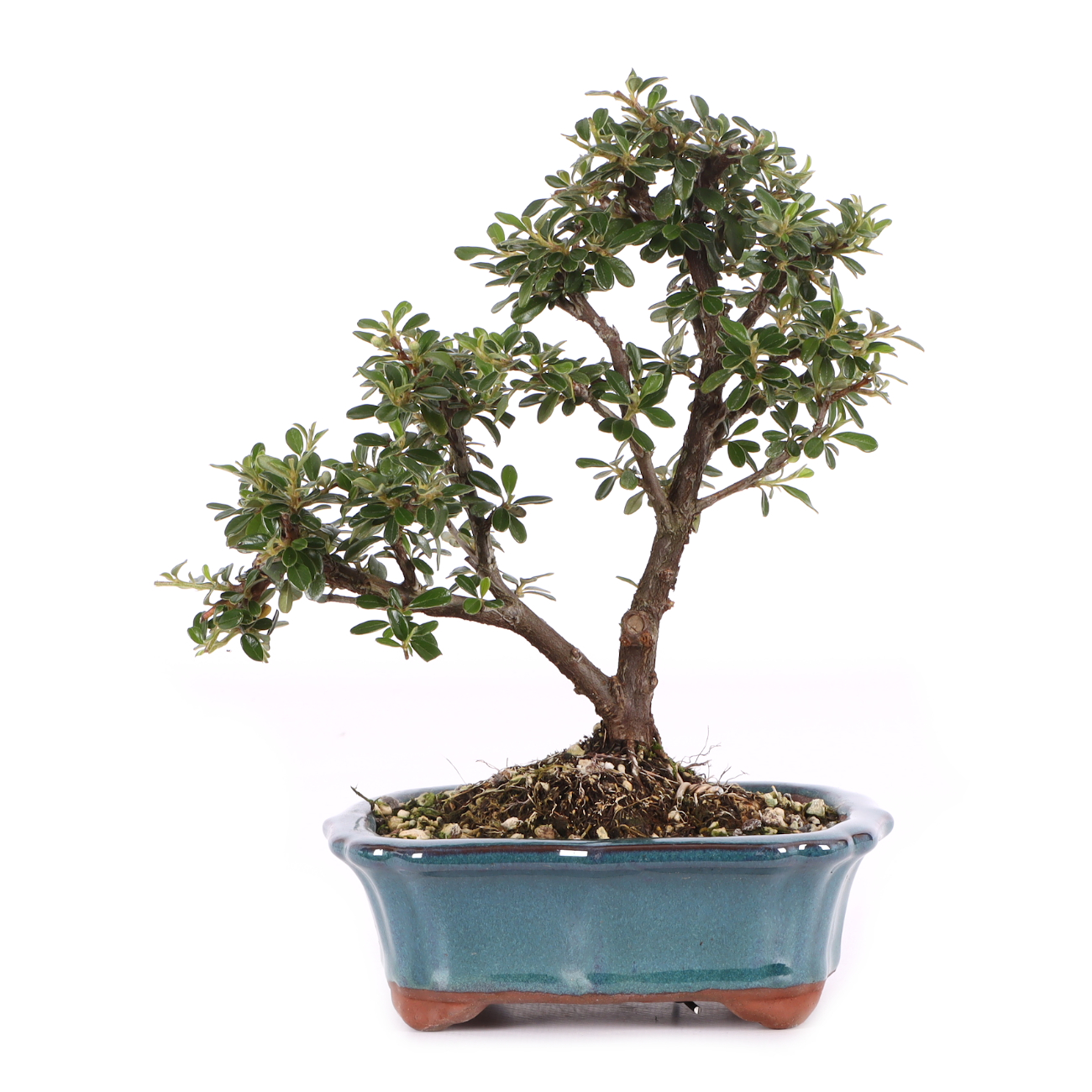Cotoneaster dammeri 'Skogholm'