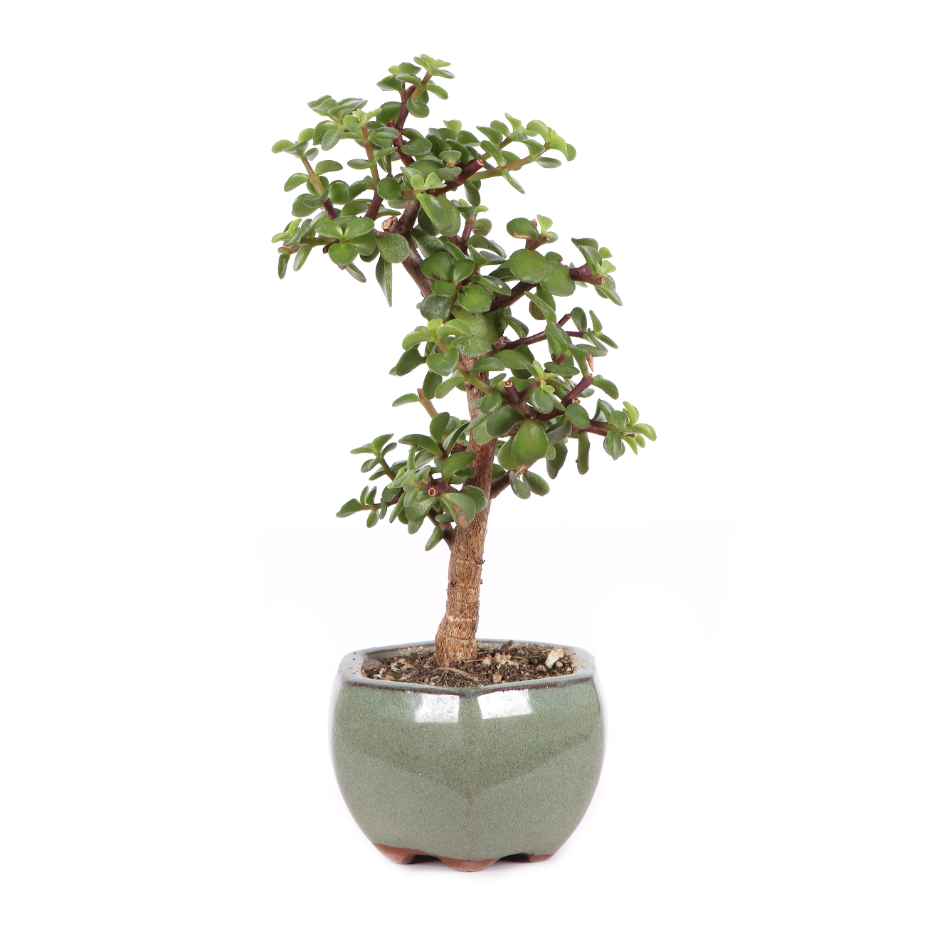 Portulacaria afra