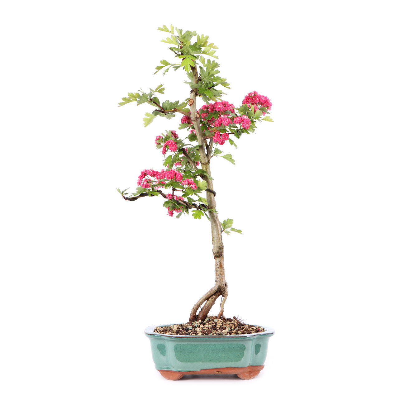 Crataegus laevigata 'Paul's Scarlet'