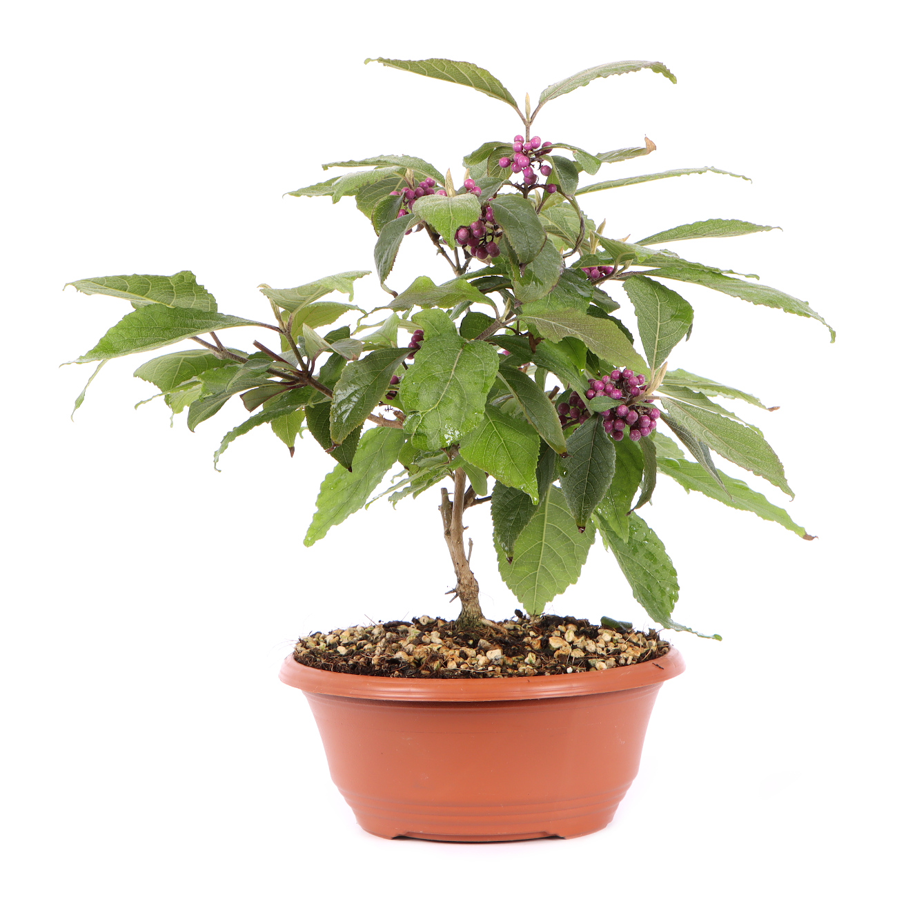 Seitenansicht rechts