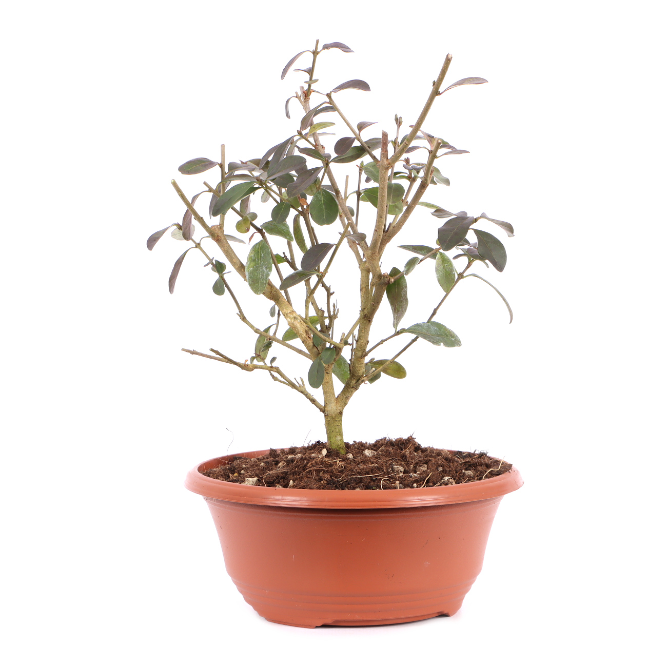 Ligustrum vulgare