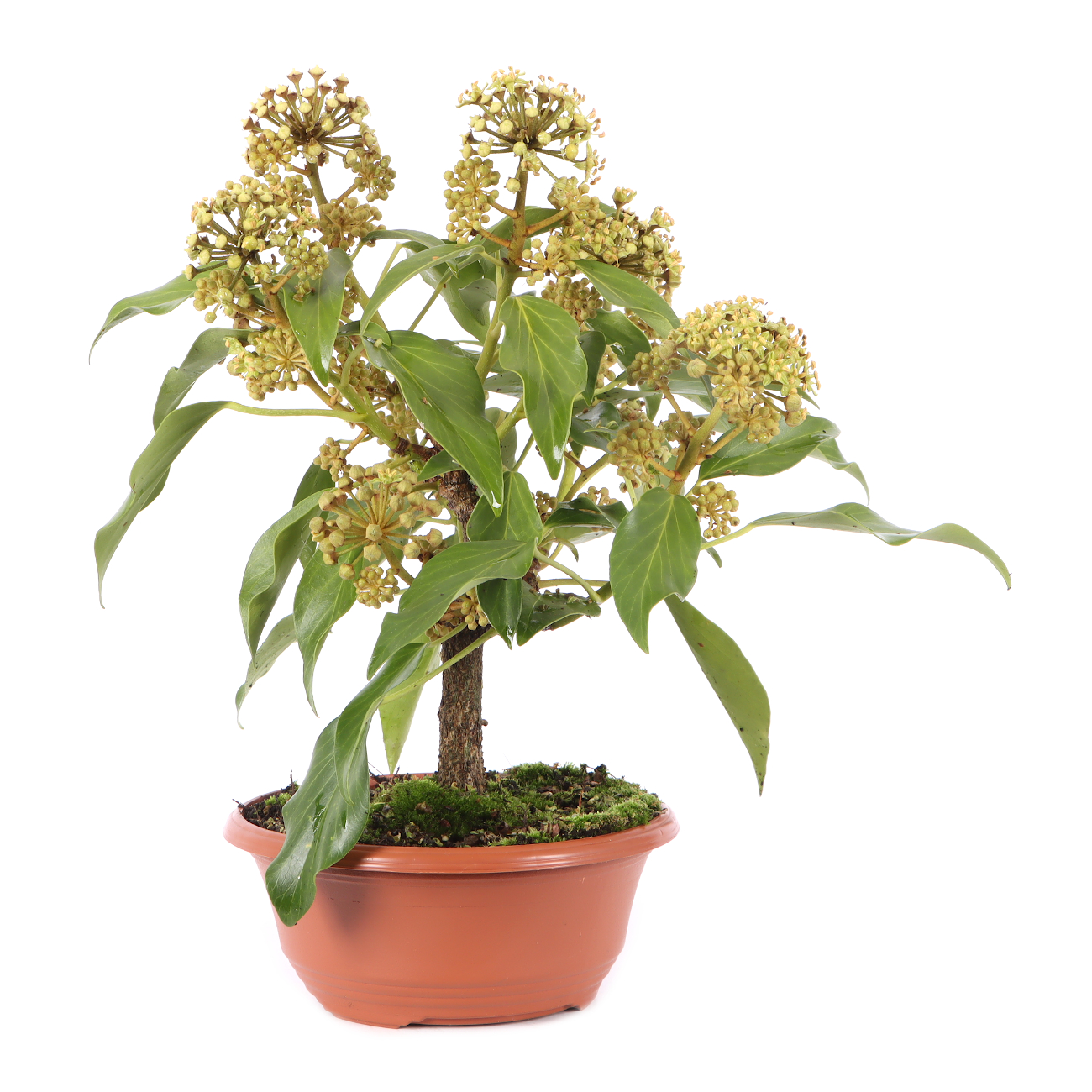 Hedera colchica 'Fall Favourite'
