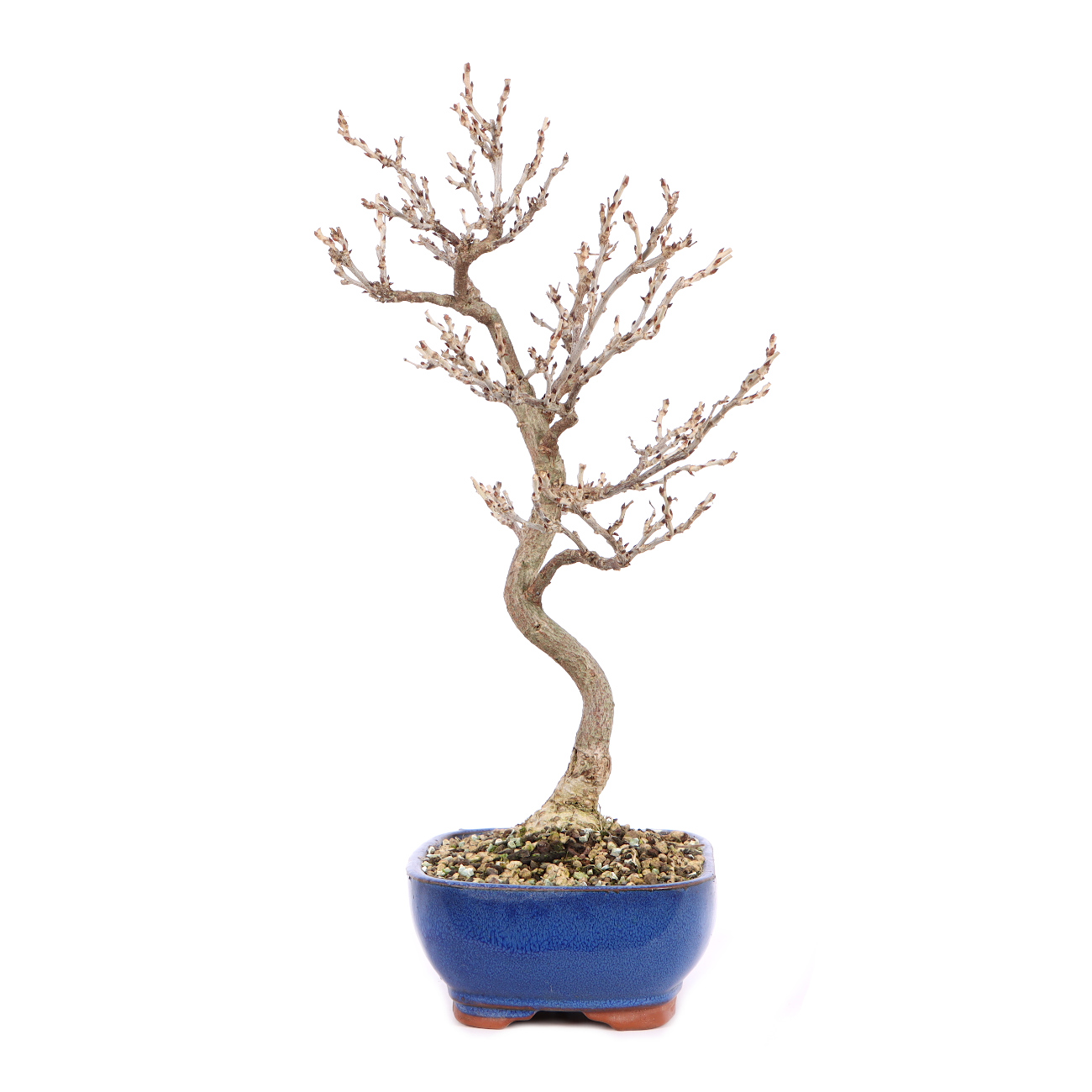 Millettia japonica 'Hime Fuji'