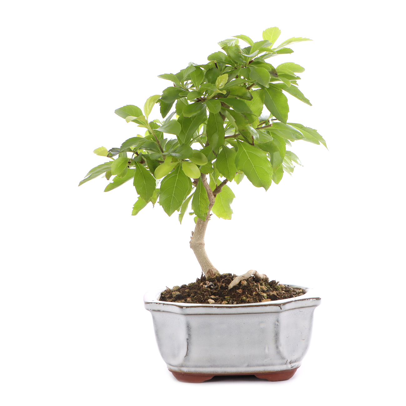 Duranta erecta