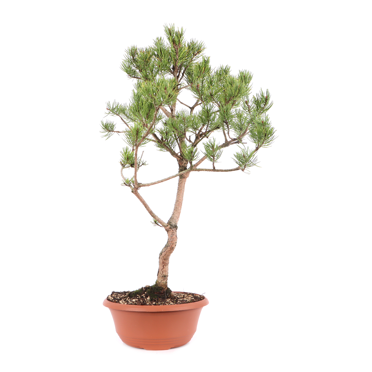 Pinus sylvestris