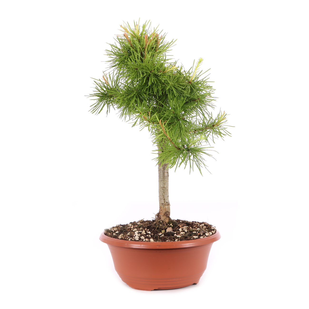 Larix decidua