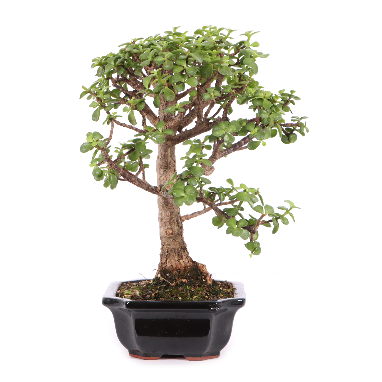 Portulacaria afra