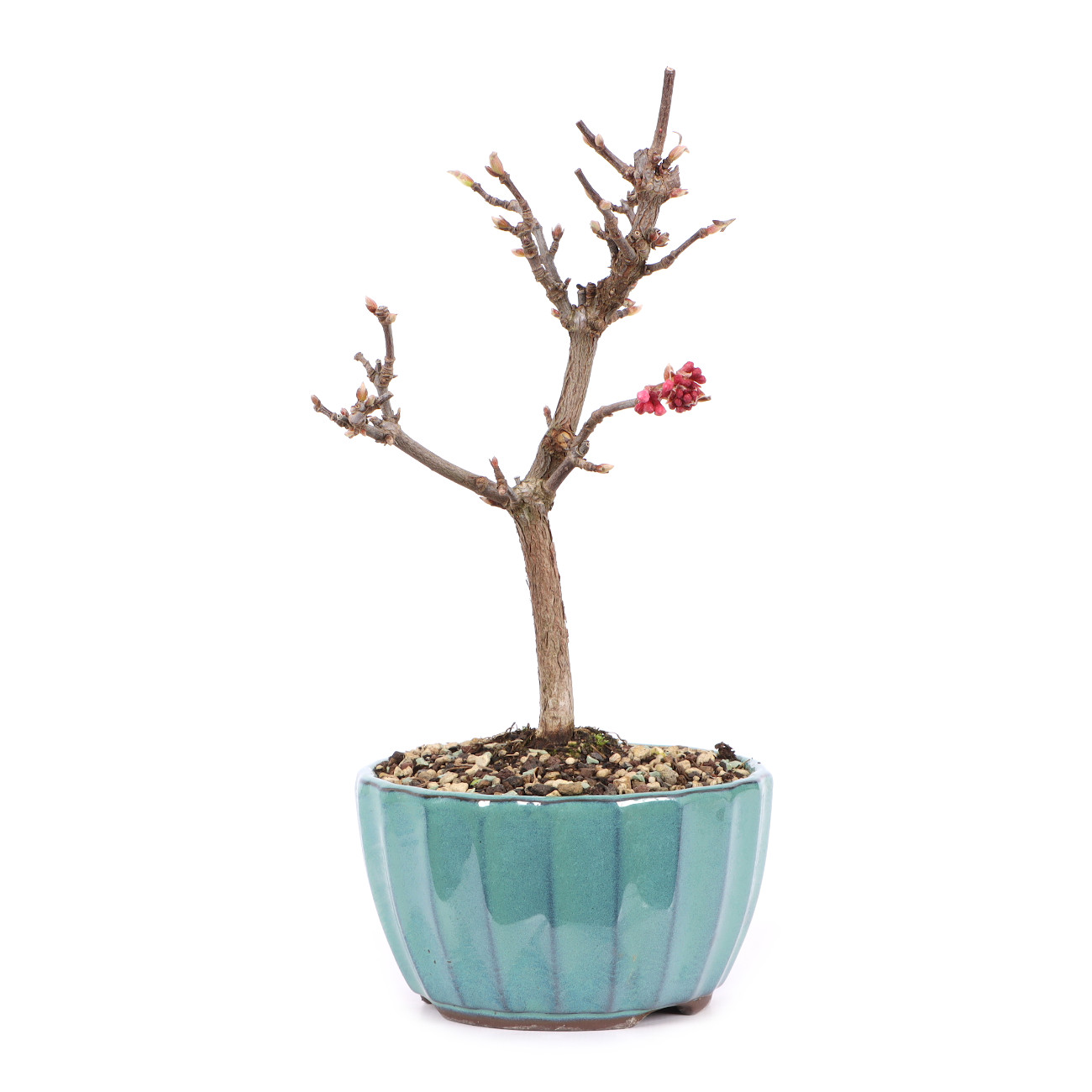 Viburnum x bodnantense 'Dawn'