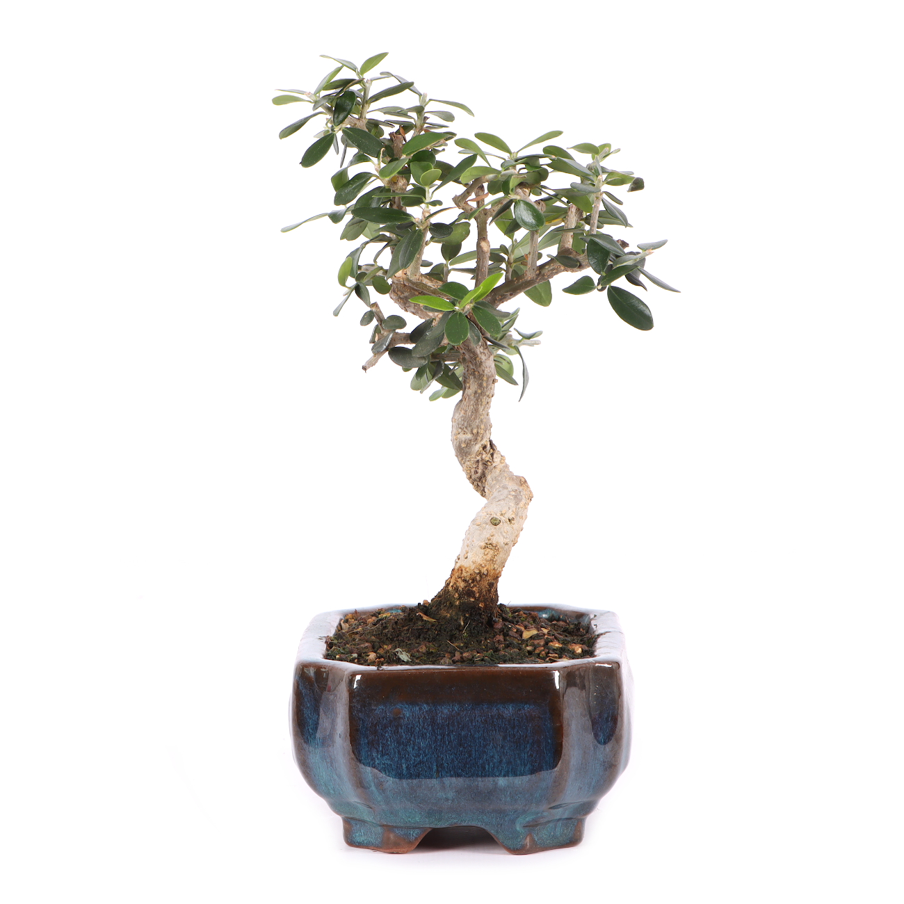 Olea europaea subsp. sylvestris