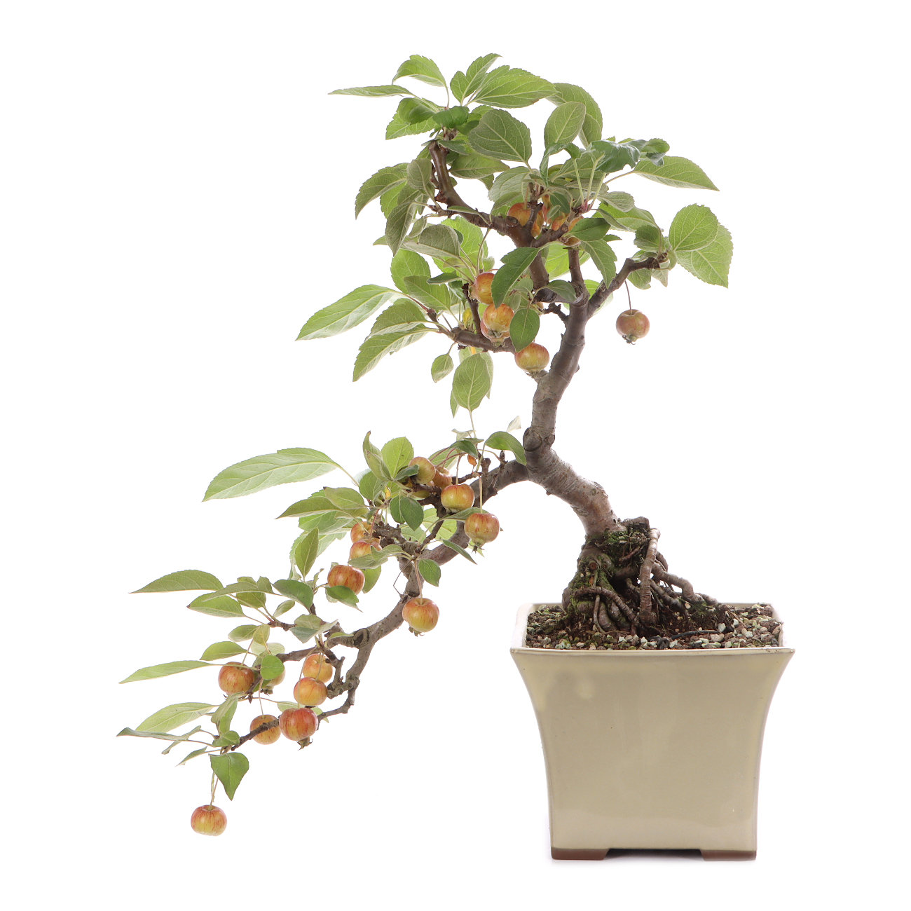 Malus spec.