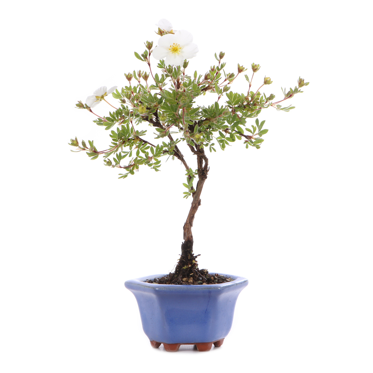 Potentilla fruticosa 'Abbotswood'