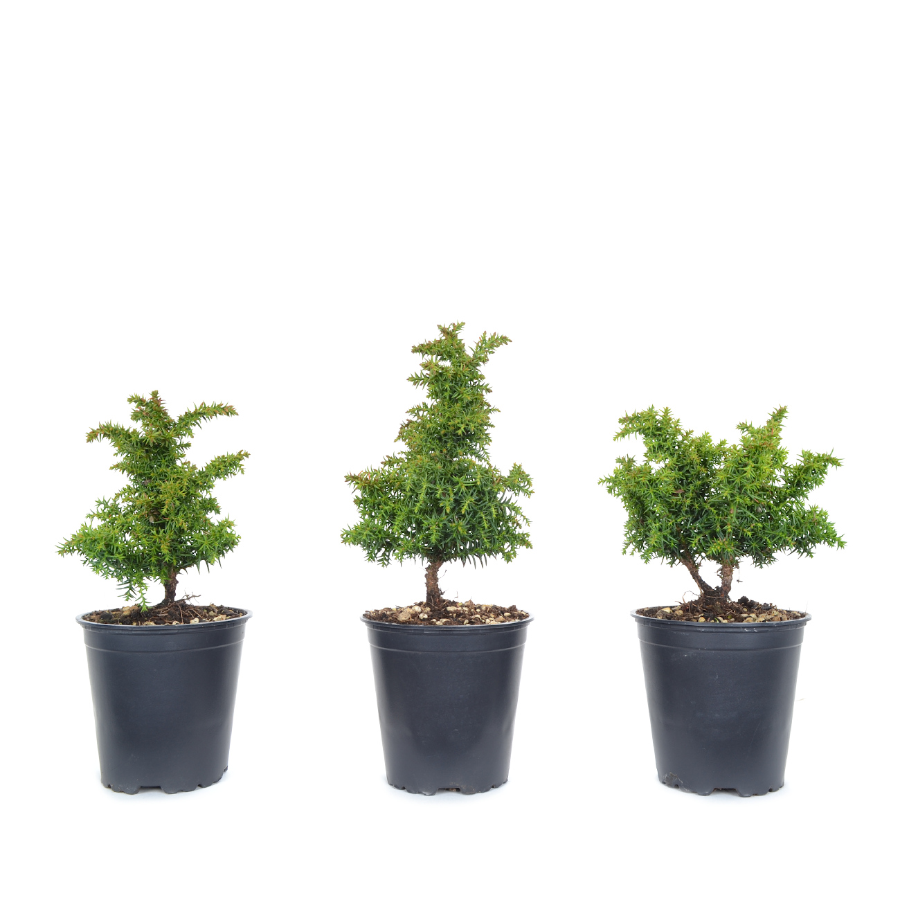 Cryptomeria japonica 'Yokohama'