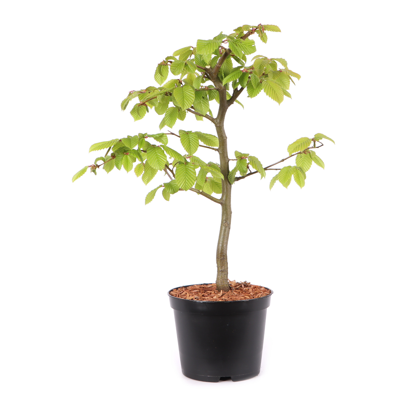 Carpinus betulus