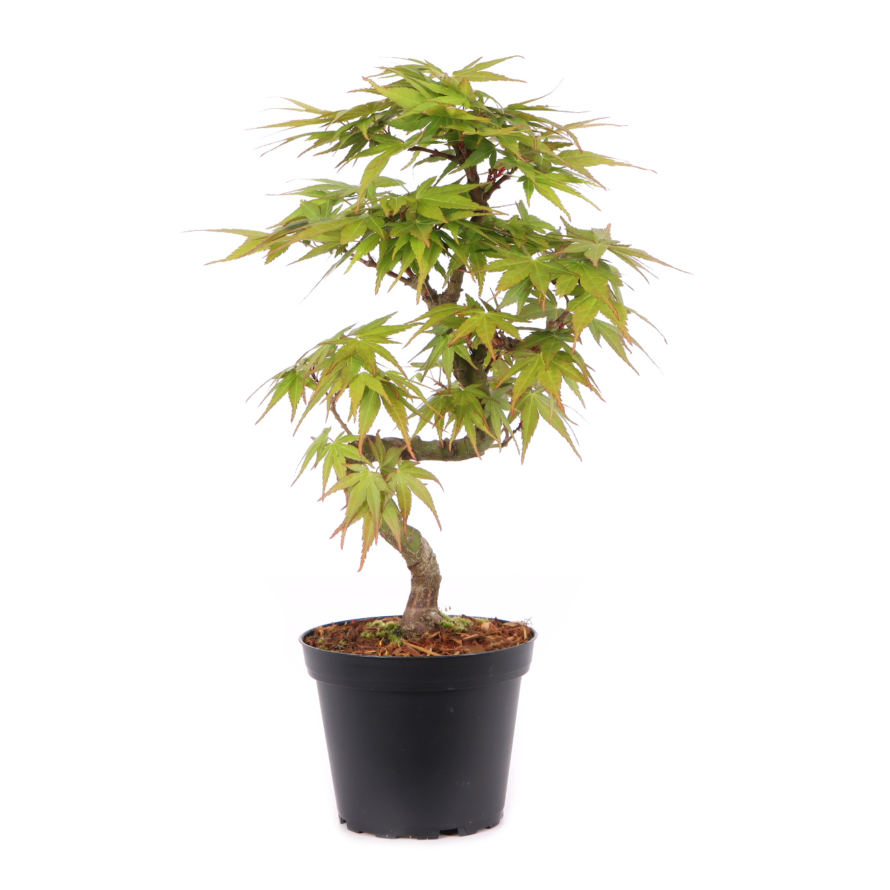Acer palmatum 'Mikawa Yatsubusa'