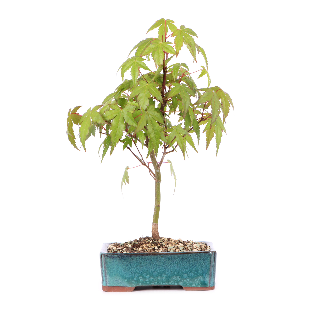 Acer palmatum