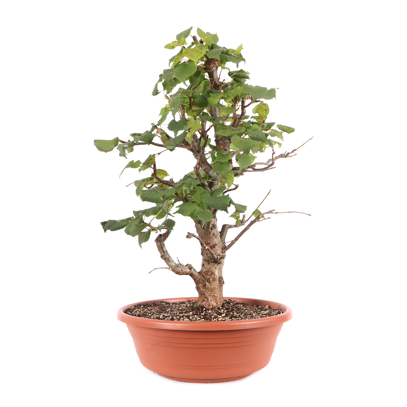 Tilia cordata