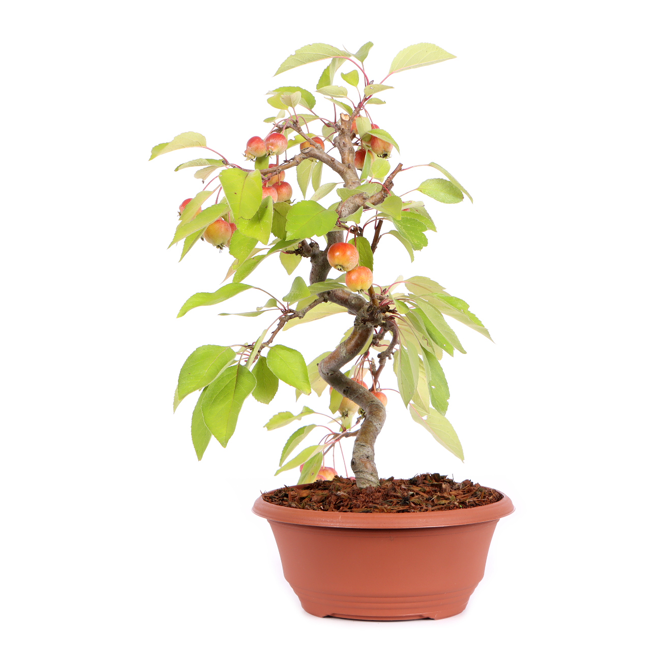 Seitenansicht rechts