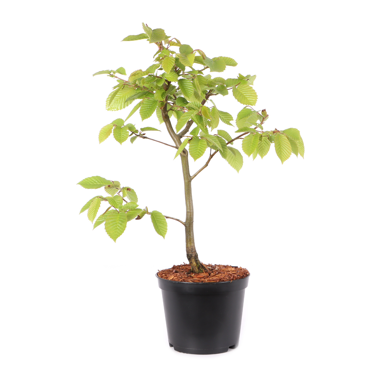 Carpinus betulus