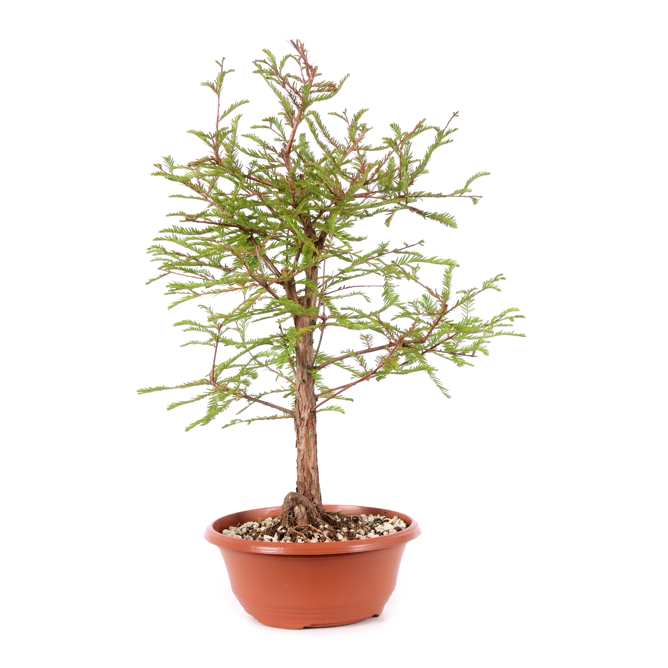 Taxodium distichum