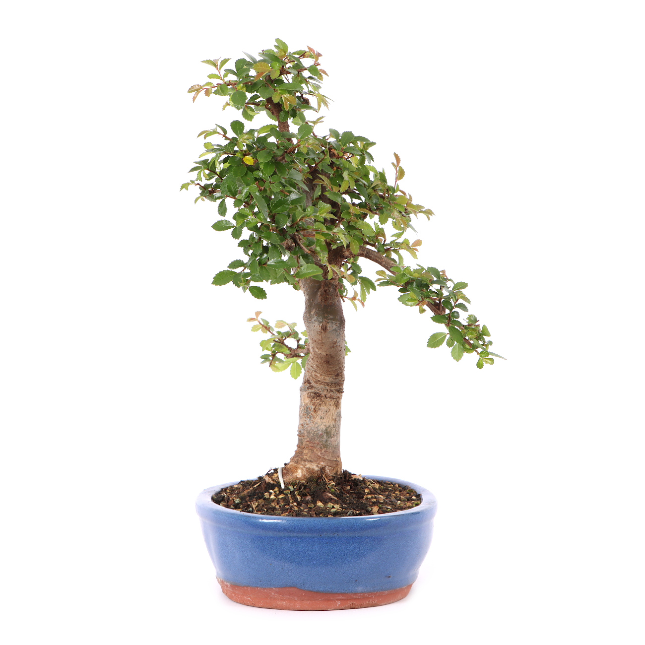 Ulmus parvifolia