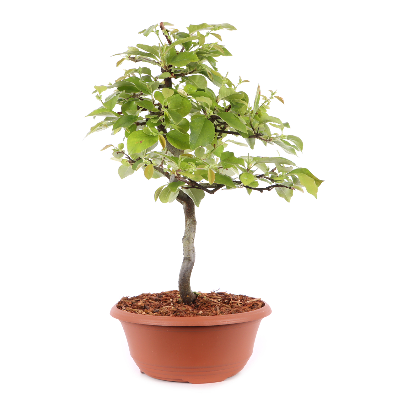 Pseudocydonia sinensis