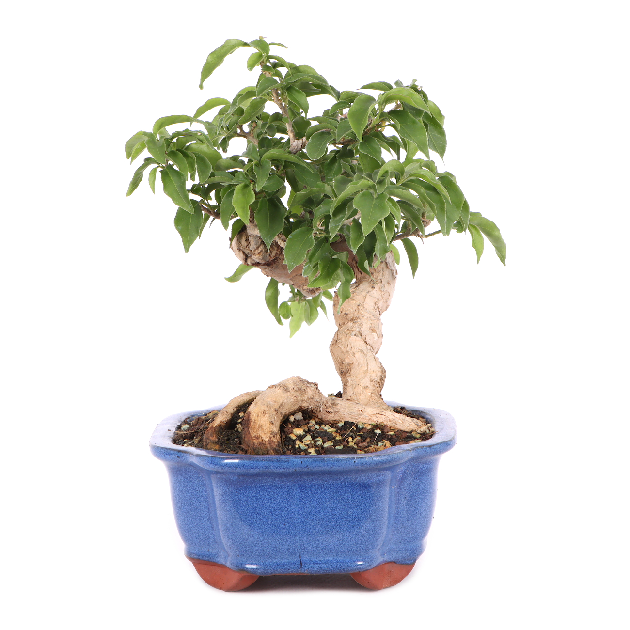 Bougainvillea glabra