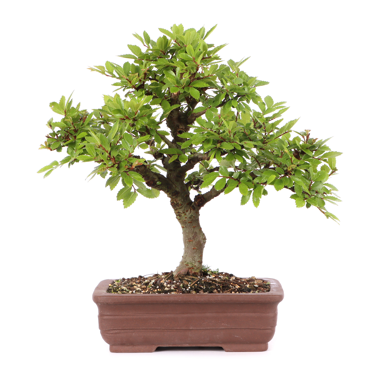 Ulmus japonica