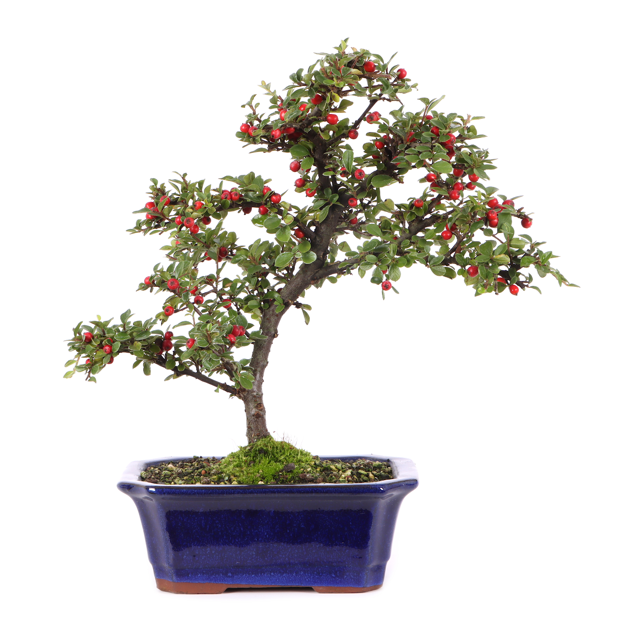 Cotoneaster praecox
