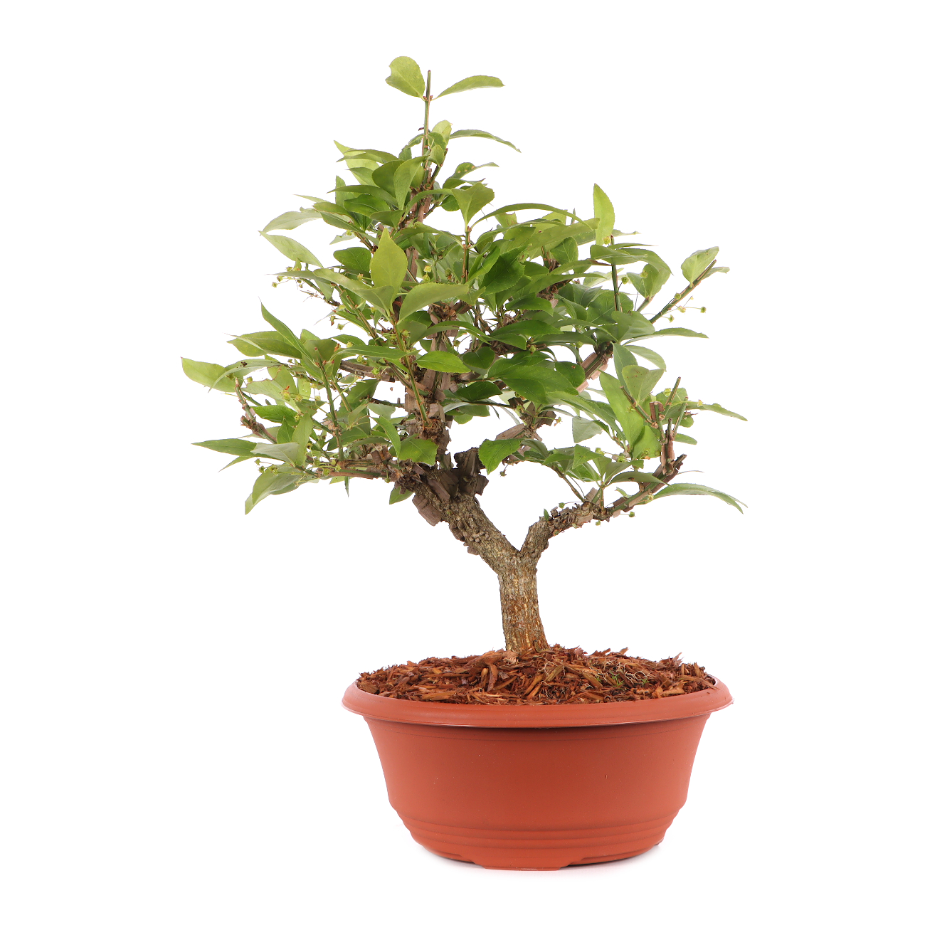 Euonymus alatus
