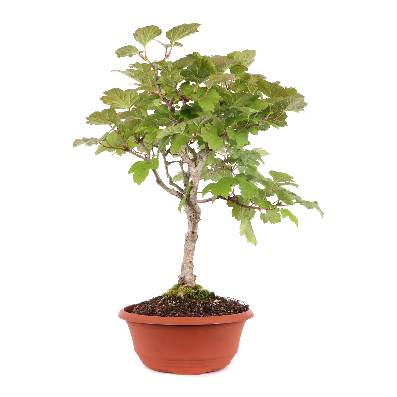Viburnum opulus
