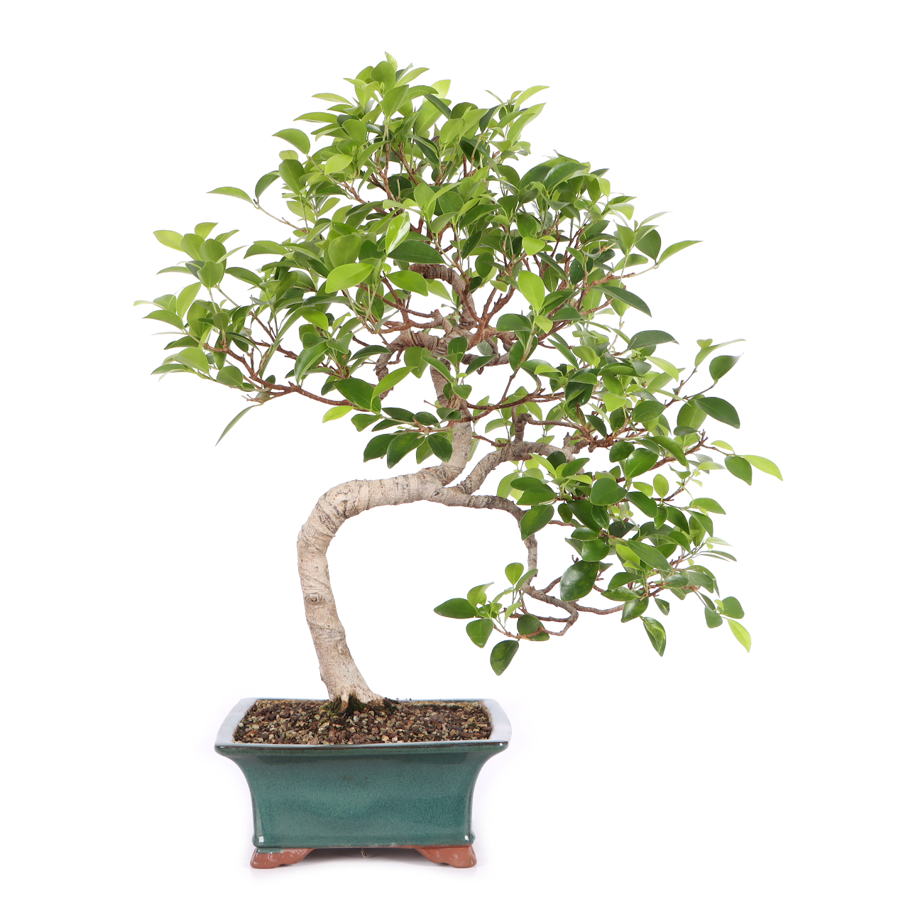 Ficus microcarpa 'Tiger Bark'