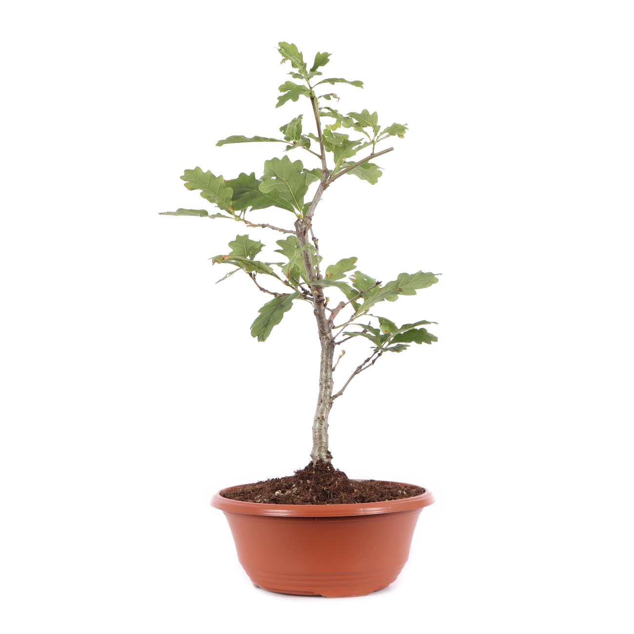 Quercus robur