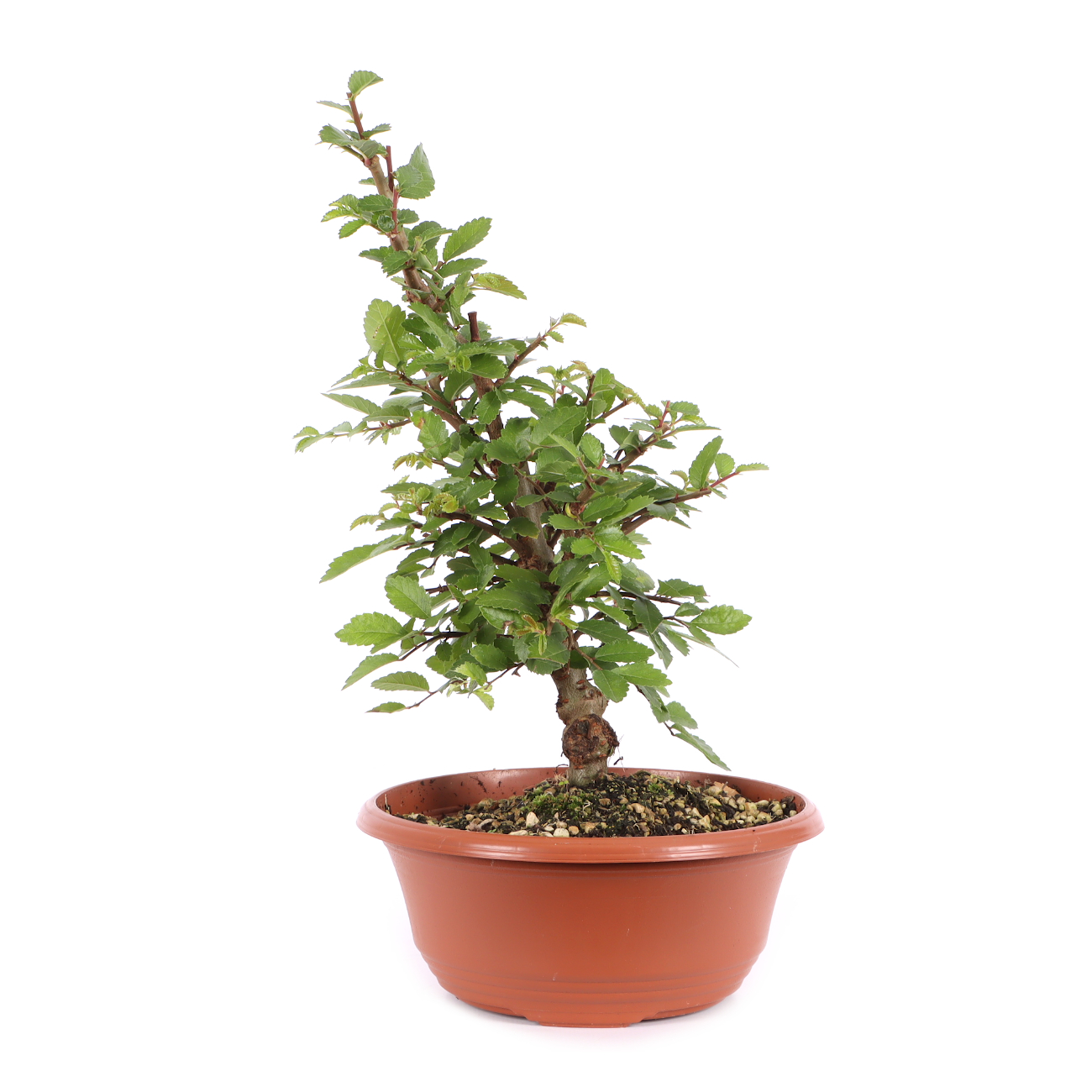 Ulmus japonica