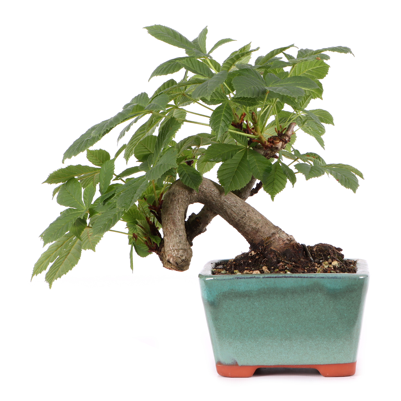 Aesculus hippocastanum