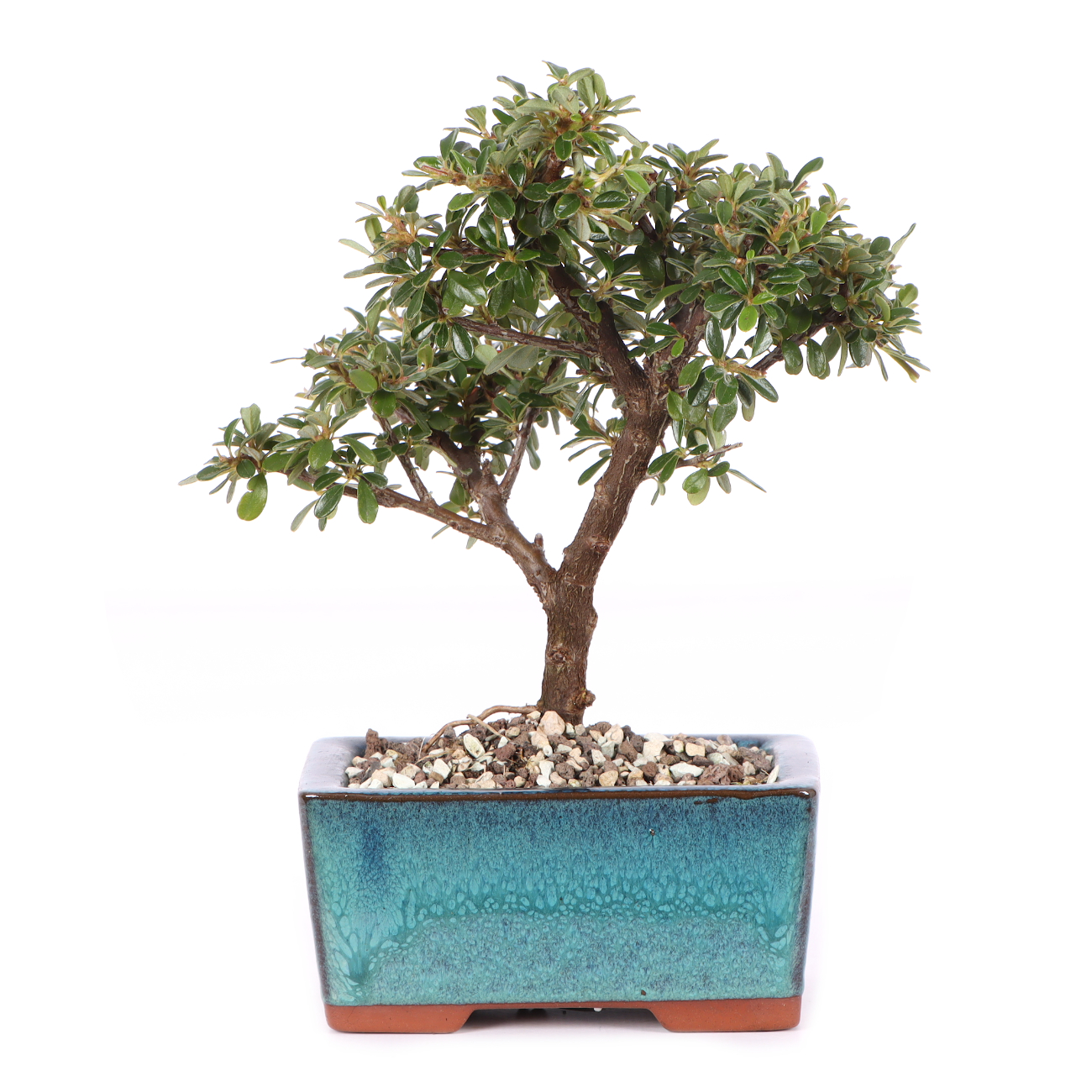 Cotoneaster dammeri 'Skogholm'