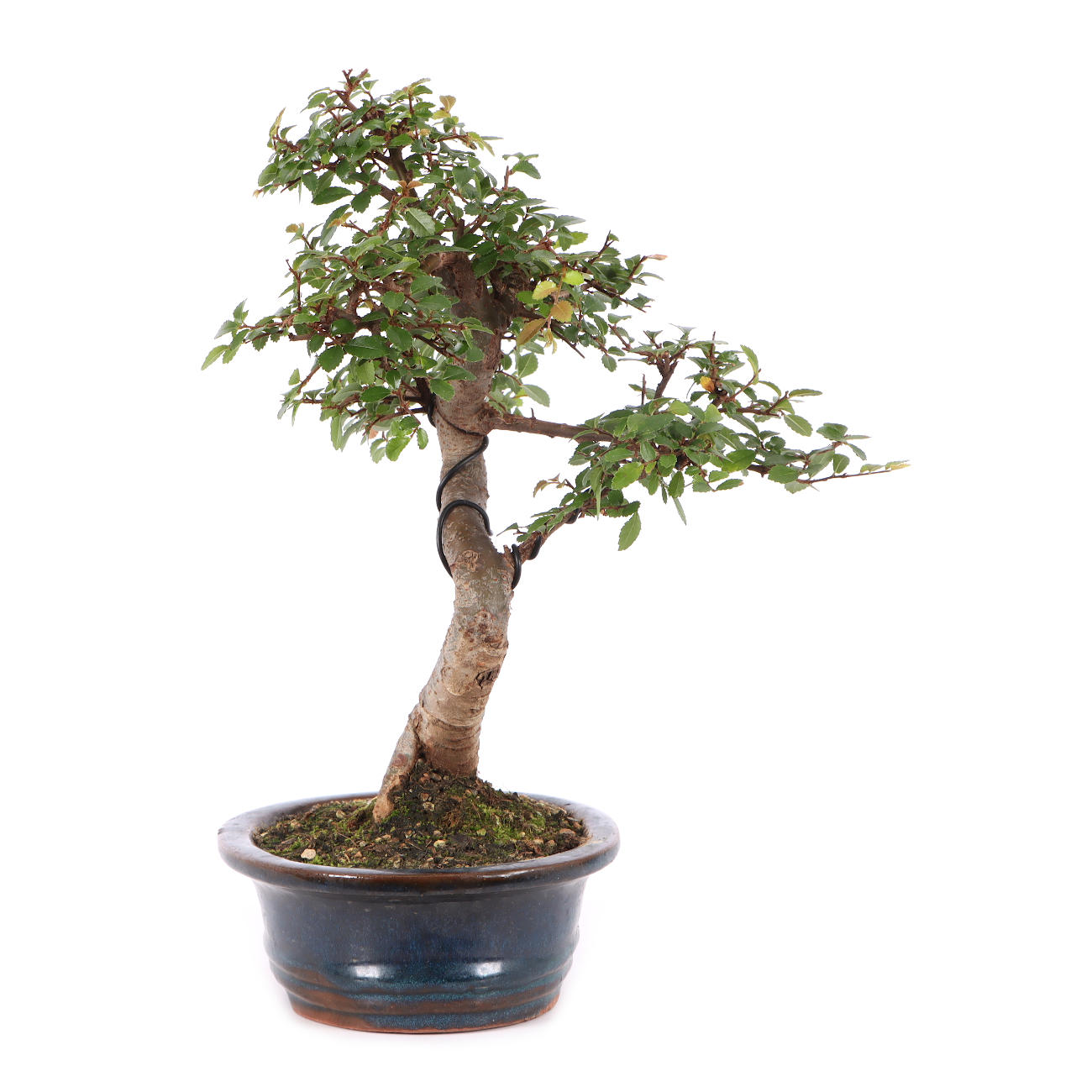 Ulmus parvifolia