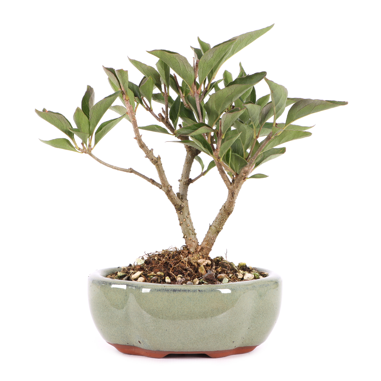 Syringa pubescens var. patula 'Miss Kim'
