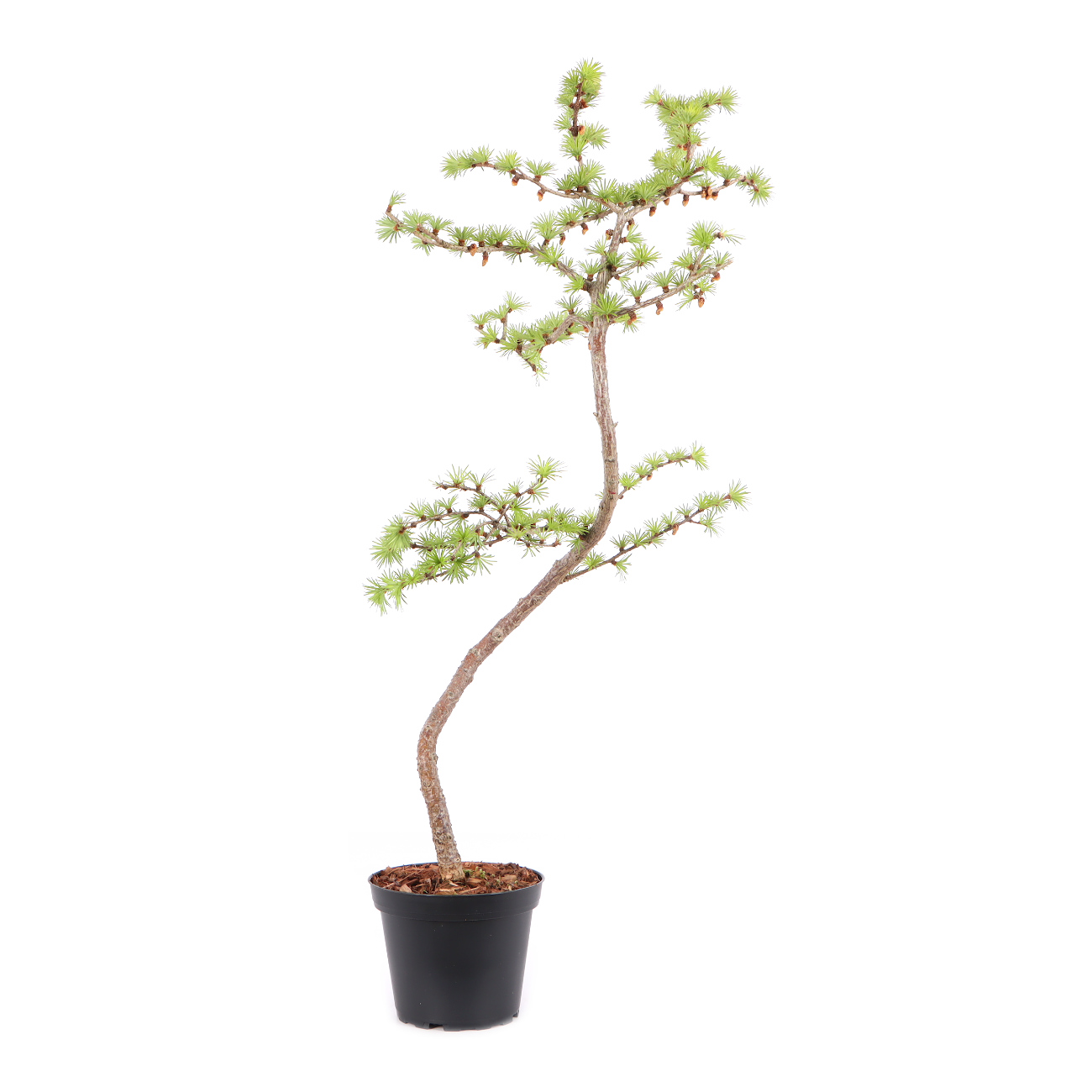 Larix kaempferi