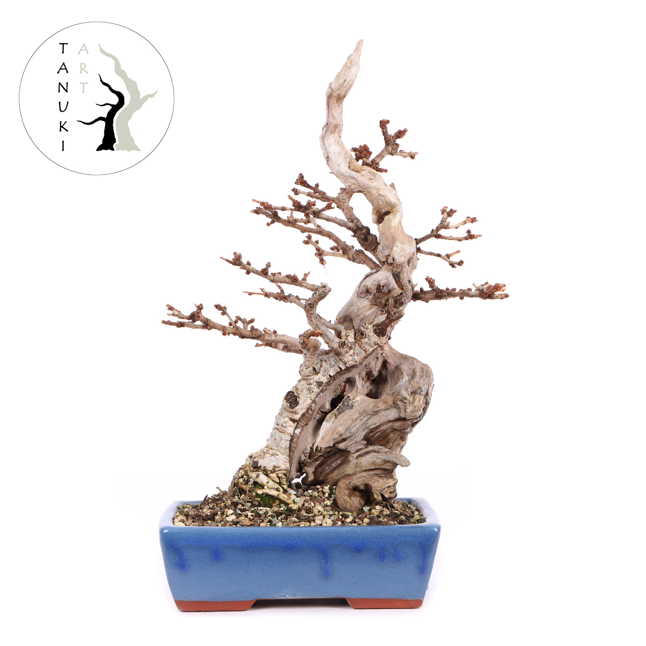 Larix kaempferi