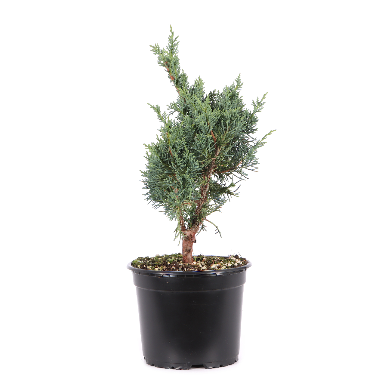 Juniperus chinensis ‘Blaauw‘