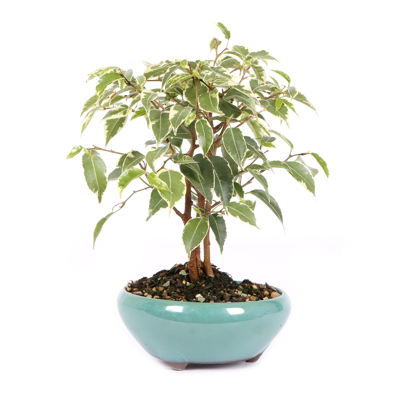 Seitenansicht rechts