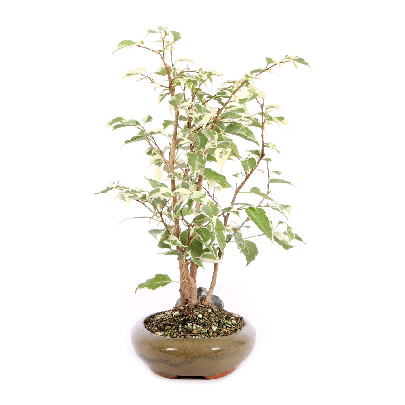 Seitenansicht rechts