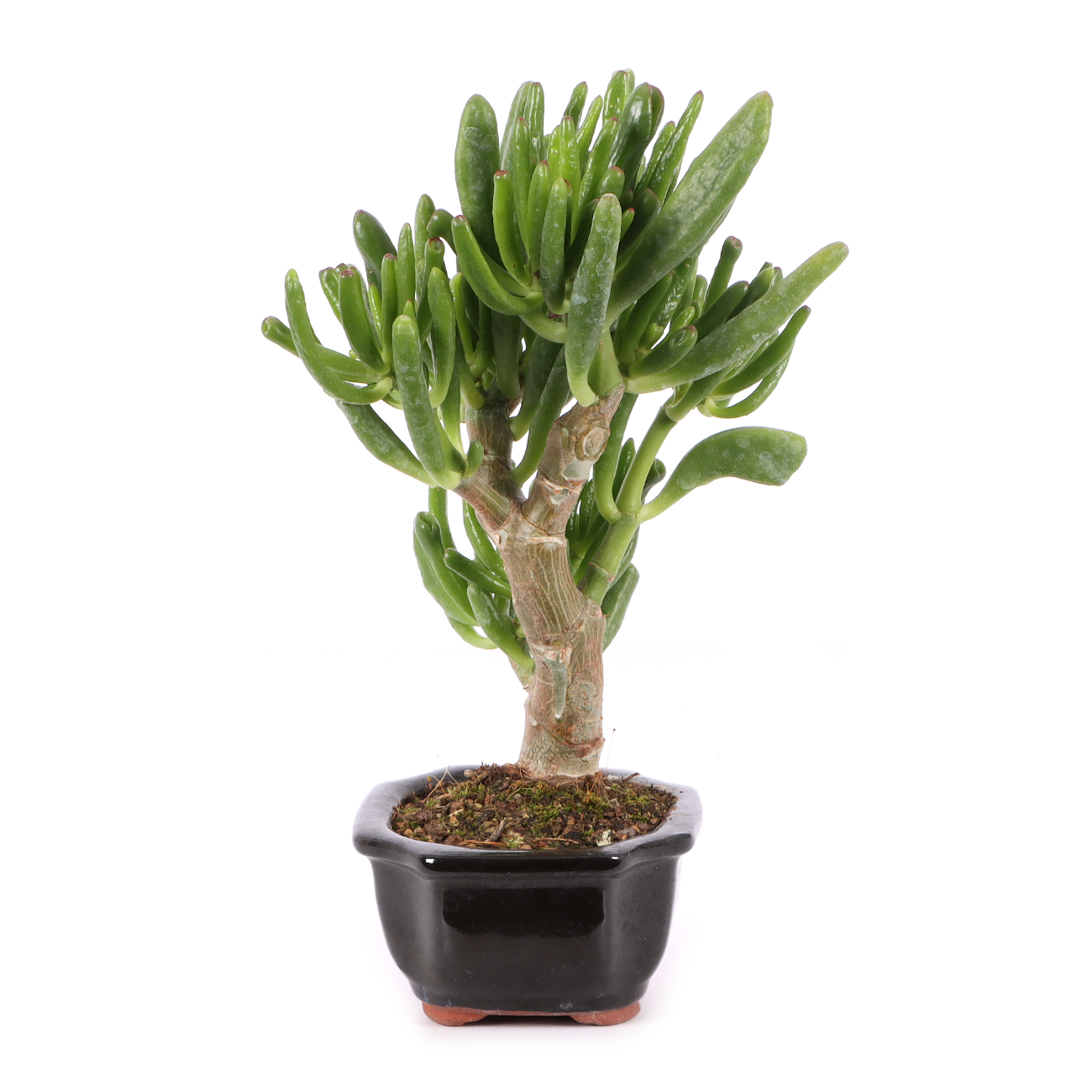 Crassula ovata 'Horn Tree'