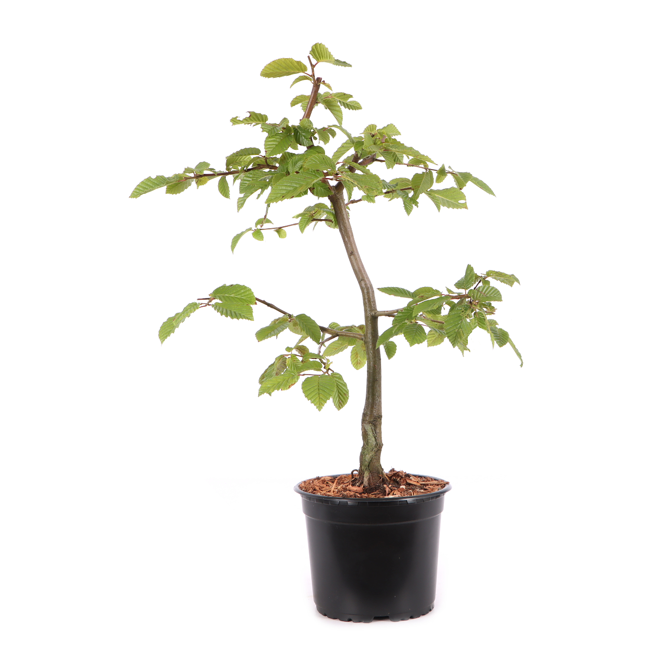 Carpinus betulus