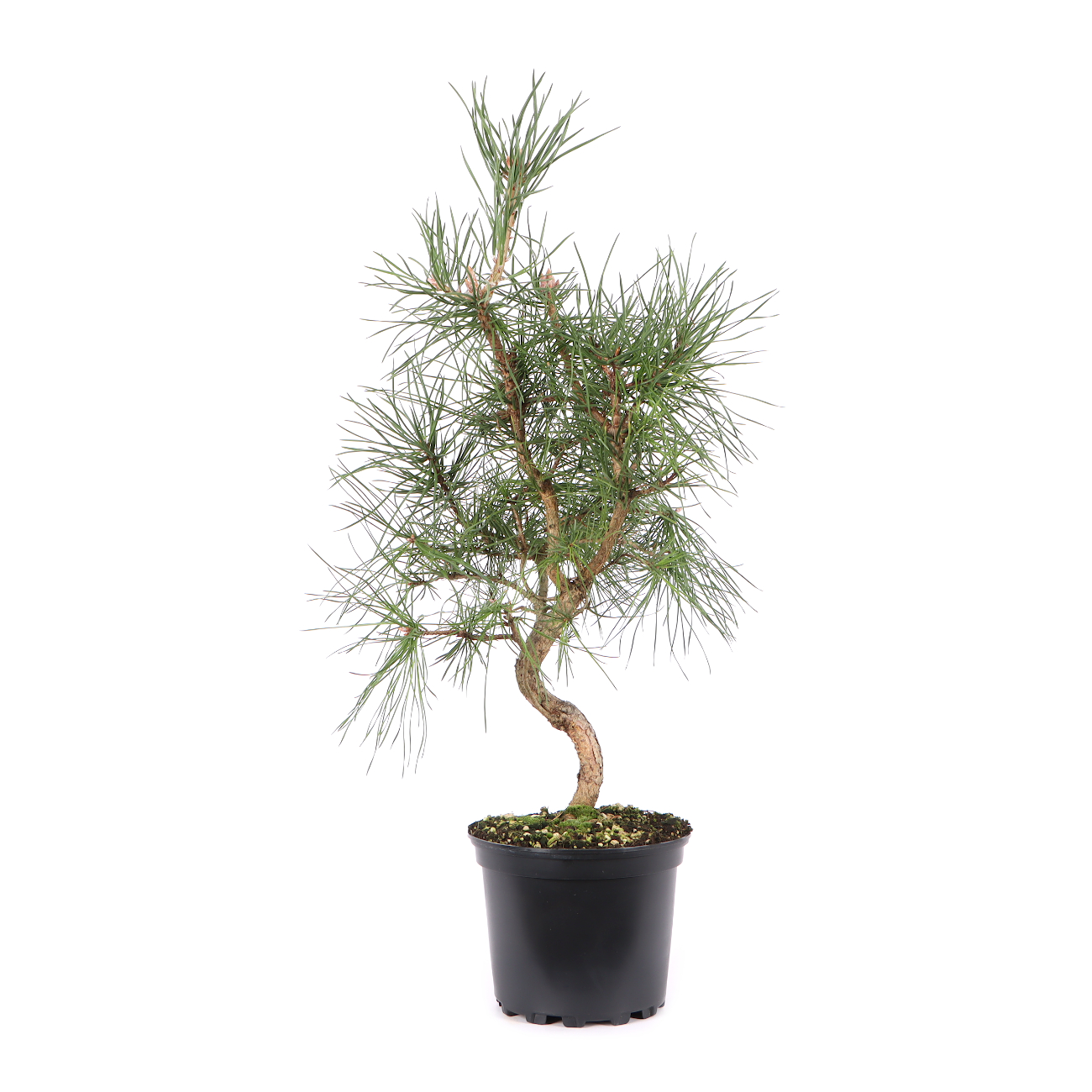 Pinus sylvestris