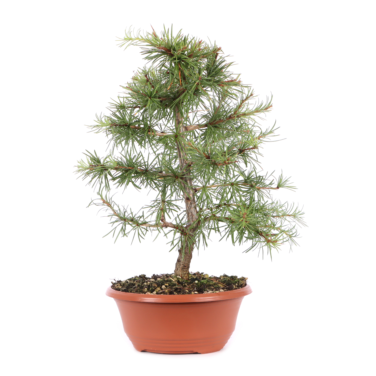 Larix kaempferi